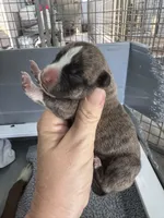Lil Wayne , a male American Bulldog for sale in Mascotte, FL – 4 of 5