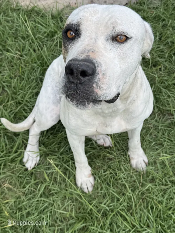 Honeymoon  – American Bulldog puppy for sale in Mascotte, FL
