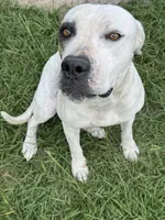 Honeymoon , a  American Bulldog for sale in Mascotte, FL – 1 of 1