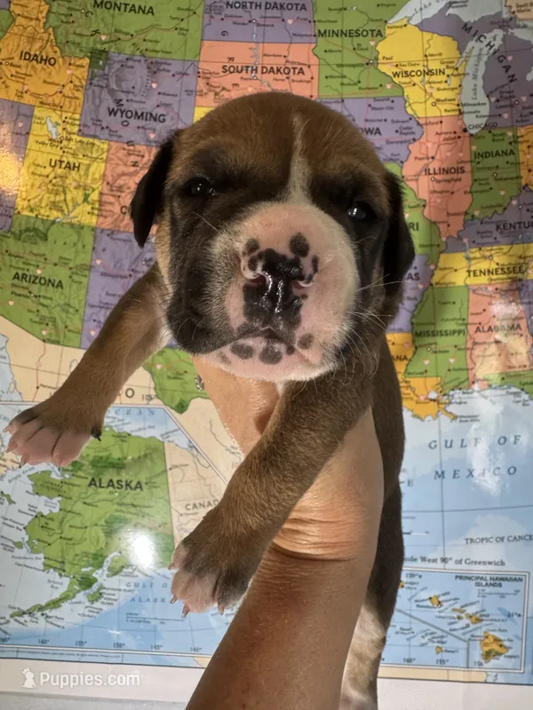 George Straight – American Bulldog puppy for sale in Mascotte, FL
