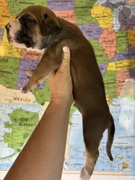 George Straight, a male American Bulldog for sale in Mascotte, FL – 2 of 2