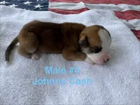 Johnny Cash/ Male #4, a male American Bulldog for sale in Mascotte, FL – 2 of 3