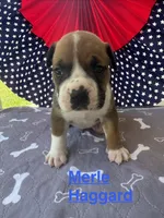 Male #1/ Merle Haggard, a male American Bulldog for sale in Mascotte, FL – 1 of 8