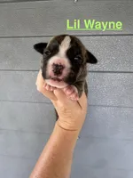 Lil Wayne , a male American Bulldog for sale in Mascotte, FL – 1 of 5