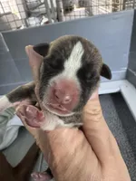 Lil Wayne , a male American Bulldog for sale in Mascotte, FL – 3 of 5