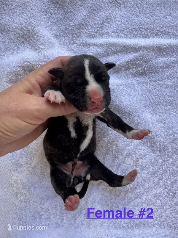 Female #2 – American Bulldog puppy for sale in Mascotte, FL