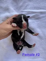 Female #2, a female American Bulldog for sale in Mascotte, FL – 1 of 2