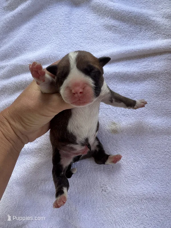 Male Honeymoon & Cowboy litter – American Bulldog puppy for sale in Mascotte, FL