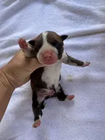 Male Honeymoon & Cowboy litter, a male American Bulldog for sale in Mascotte, FL – 1 of 5