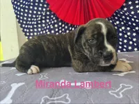 Female #4/ Miranda Lambert, a female American Bulldog for sale in Mascotte, FL – 3 of 6