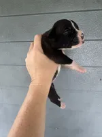 Lil Kim, a female American Bulldog for sale in Mascotte, FL – 2 of 3