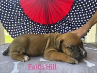 Female #1/ Faith Hill, a female American Bulldog for sale in Mascotte, FL – 3 of 5