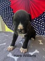 Male #3/ Hank Williams, a male American Bulldog for sale in Mascotte, FL – 6 of 6