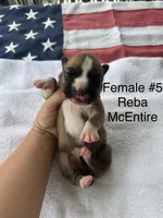 Reba McEntire / Female #5, a female American Bulldog for sale in Mascotte, FL – 2 of 3