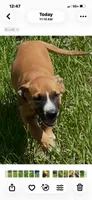 Willie Nelson, a male American Bulldog for sale in Mascotte, FL – 3 of 3