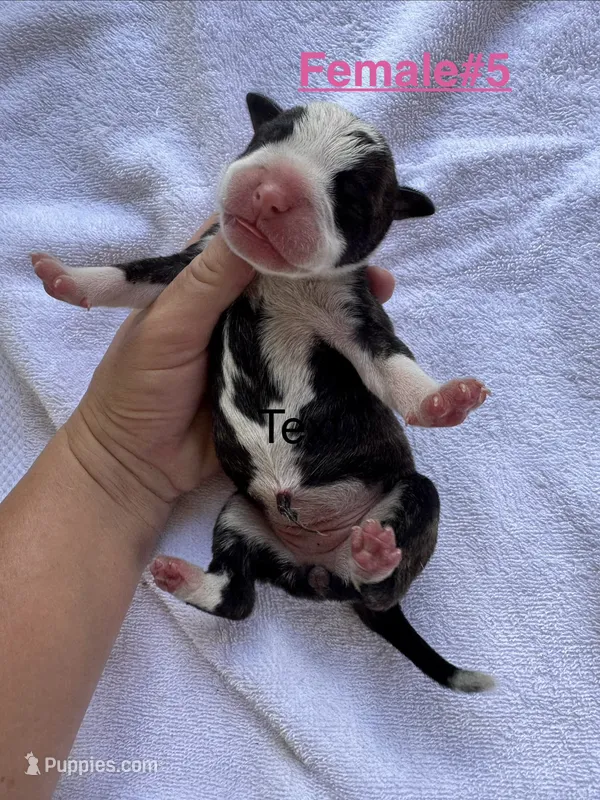 Female #5 – American Bulldog puppy for sale in Mascotte, FL