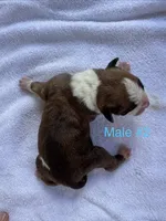 Male #2, a male American Bulldog for sale in Mascotte, FL – 2 of 2