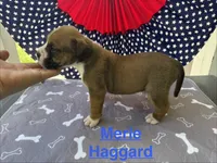 Male #1/ Merle Haggard, a male American Bulldog for sale in Mascotte, FL – 7 of 8