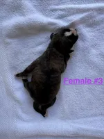 Female #3, a female American Bulldog for sale in Mascotte, FL – 2 of 2