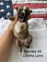 Loretta Lynn / Female #2, a female American Bulldog for sale in Mascotte, FL – 3 of 3