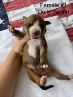 Dolly Parton/ Female #1, a female American Bulldog for sale in Mascotte, FL – 3 of 7