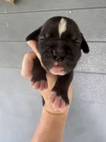 Da Brat, a female American Bulldog for sale in Mascotte, FL – 3 of 5