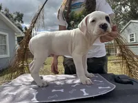 Hawkeye, a male American Bulldog for sale in Mascotte, FL – Photo 5 of 5