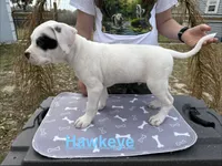 Hawkeye, a male American Bulldog for sale in Mascotte, FL – Photo 3 of 5