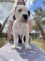 Hawkeye, a male American Bulldog for sale in Mascotte, FL – Photo 1 of 5