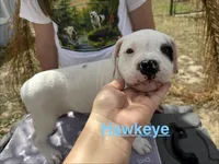 Hawkeye, a male American Bulldog for sale in Mascotte, FL – Photo 2 of 5