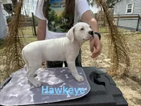 Hawkeye, a male American Bulldog for sale in Mascotte, FL – Photo 4 of 5