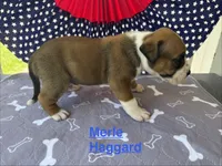 Male #1/ Merle Haggard, a male American Bulldog for sale in Mascotte, FL – 8 of 8
