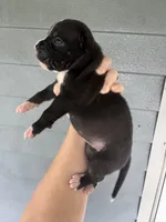 Eve, a female American Bulldog for sale in Mascotte, FL – 2 of 3