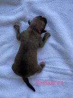 Female #1, a female American Bulldog for sale in Mascotte, FL – 2 of 2