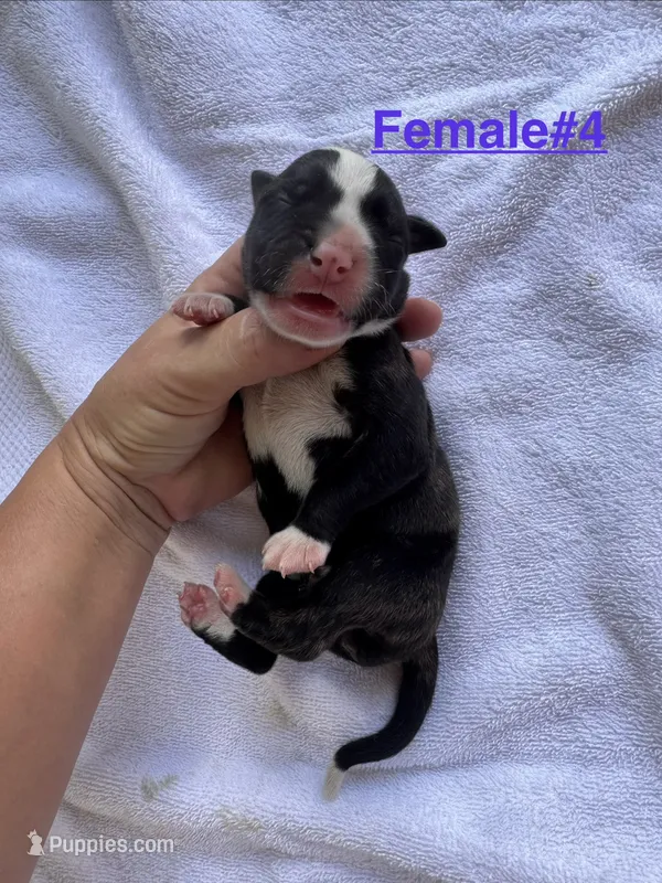 Female #4 – American Bulldog puppy for sale in Mascotte, FL