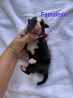 Female #4, a female American Bulldog for sale in Mascotte, FL – 1 of 2