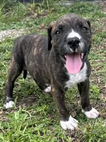 Male #3/ Hank Williams, a male American Bulldog for sale in Mascotte, FL – 5 of 9