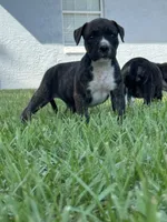 Male #3/ Hank Williams, a male American Bulldog for sale in Mascotte, FL – 4 of 9