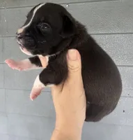 Latifah, a female American Bulldog for sale in Mascotte, FL – 3 of 3
