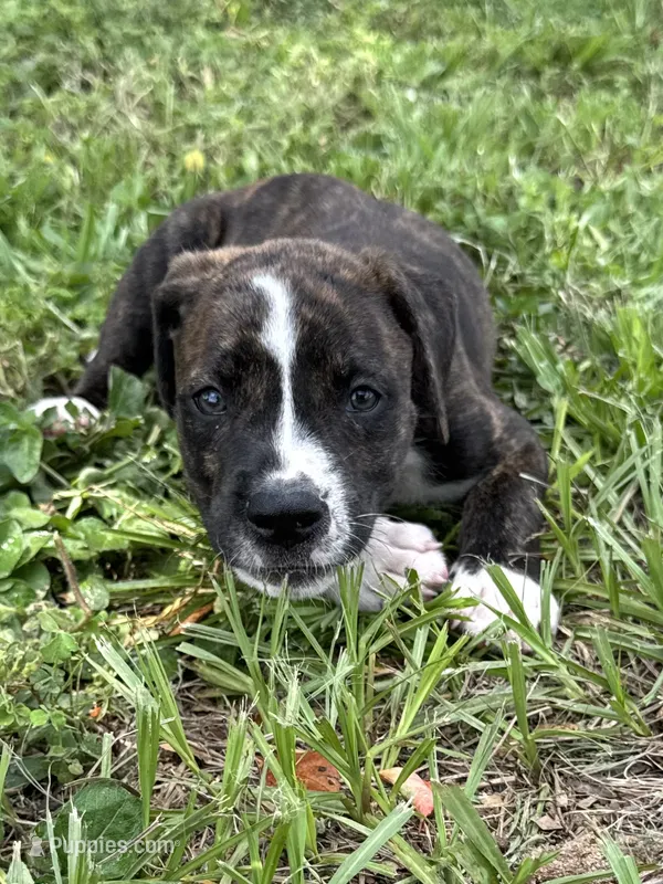 Female #4/ Miranda Lambert – American Bulldog puppy for sale in Mascotte, FL