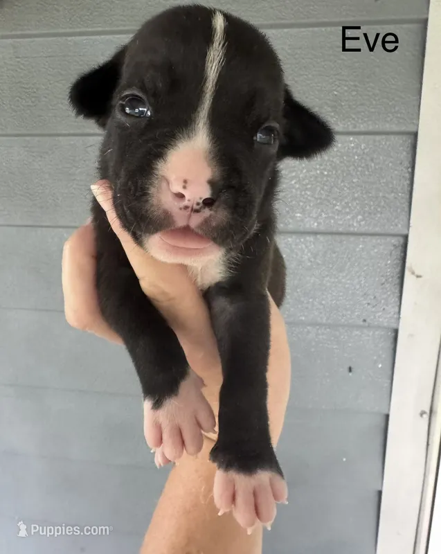 Eve – American Bulldog puppy for sale in Mascotte, FL