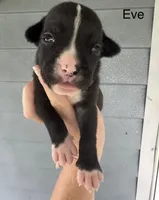 Eve, a female American Bulldog for sale in Mascotte, FL – 1 of 3