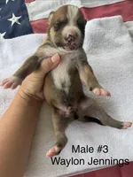 Waylon Jennings/ Male #3, a male American Bulldog for sale in Mascotte, FL – 3 of 3