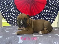Female #1/ Faith Hill, a female American Bulldog for sale in Mascotte, FL – 2 of 5