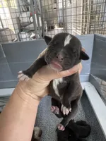 Da Brat, a female American Bulldog for sale in Mascotte, FL – 4 of 5