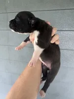 Lil Kim, a female American Bulldog for sale in Mascotte, FL – 3 of 3