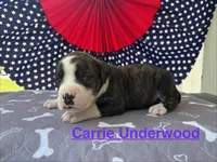 Female #5/ Carrie Underwood, a female American Bulldog for sale in Mascotte, FL – 2 of 6