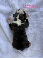 Female #5, a female American Bulldog for sale in Mascotte, FL – 2 of 2
