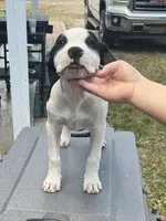 Simeon, a male American Bulldog for sale in Mascotte, FL – 2 of 5