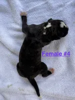 Female #4, a female American Bulldog for sale in Mascotte, FL – 2 of 2